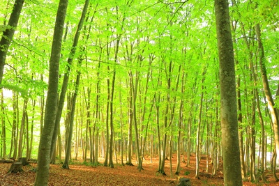 新潟・十日町の美人林｜ブナ林の四季と里山カフェを楽しむ癒やし散策