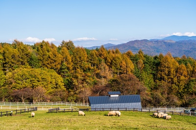 山梨県立まきば公園を歩く｜牧草地と動物、八ヶ岳の眺望を楽しむ
