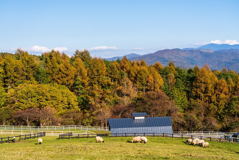山梨県立まきば公園を歩く｜牧草地と動物、八ヶ岳の眺望を楽しむ