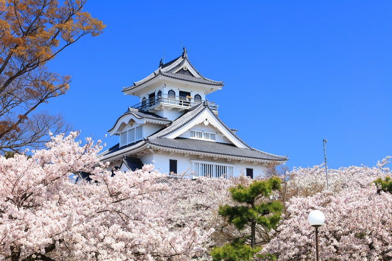 豊公園を歩く｜桜越しの長浜城天守閣と琵琶湖、城跡の記憶を読む
