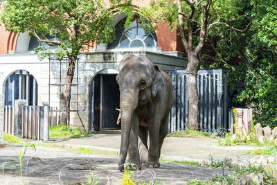 よこはま動物園ズーラシアで動物観察｜8つのゾーンと歩き方の工夫