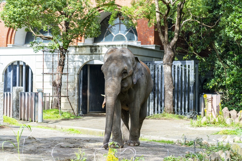 よこはま動物園ズーラシアで動物観察｜8つのゾーンと歩き方の工夫