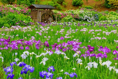 横須賀しょうぶ園の花景色｜しょうぶ田・藤棚と季節をつなぐ庭