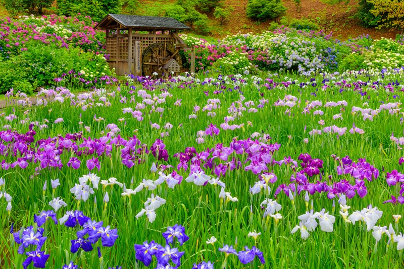 横須賀しょうぶ園の花景色｜しょうぶ田・藤棚と季節をつなぐ庭