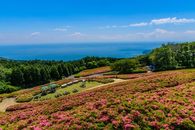 星ヶ山公園「さつきの郷」の眺望｜5万株の花と相模灘、友逢の鐘