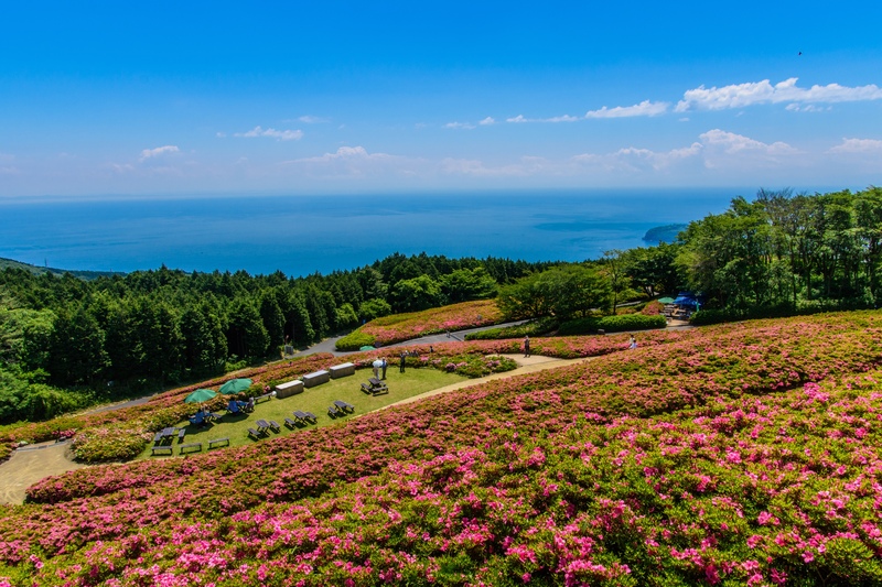 星ヶ山公園「さつきの郷」の眺望｜5万株の花と相模灘、友逢の鐘