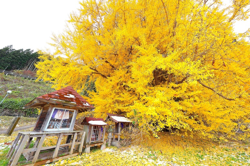 北金ヶ沢の大銀杏｜日本最大のイチョウの気根・垂乳根信仰と黄葉の見どころ