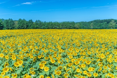 山の楽校で学ぶ南郷の田舎暮らし｜廃校舎・そば打ち・農の知恵