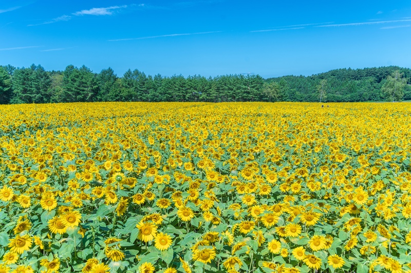 山の楽校で学ぶ南郷の田舎暮らし｜廃校舎・そば打ち・農の知恵