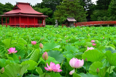 猿賀神社と猿賀公園を結ぶ2つの池｜県重宝の本殿、蓮と岩木山