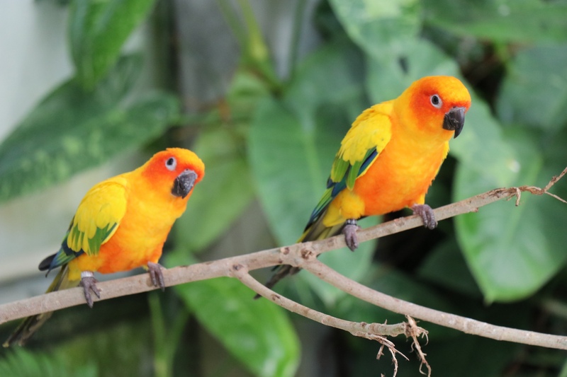 掛川花鳥園で花と鳥を観察する｜大温室・スイレンとふれあいの作法