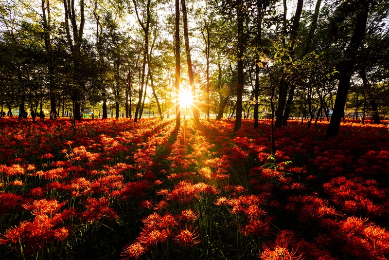 10 Saitama Fall Spots: Spider Lilies & Kawagoe