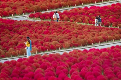 秋の茨城観光おすすめ10選｜ひたち海浜公園のコキアと大洗