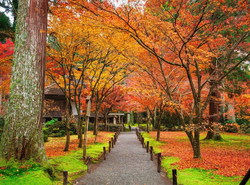 京都の紅葉ドライブおすすめ10選｜高雄・大原・美山の山里へ