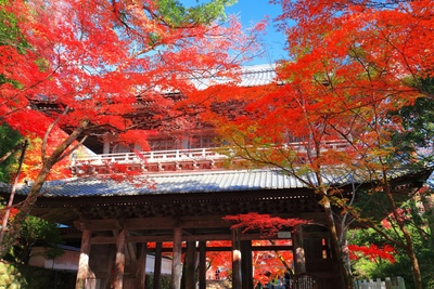 滋賀の紅葉スポットおすすめ10選｜湖東三山・永源寺・メタセコイア並木