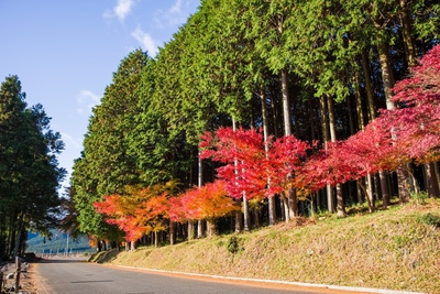 三重の紅葉スポットおすすめ10選｜赤目四十八滝・香落渓の見頃