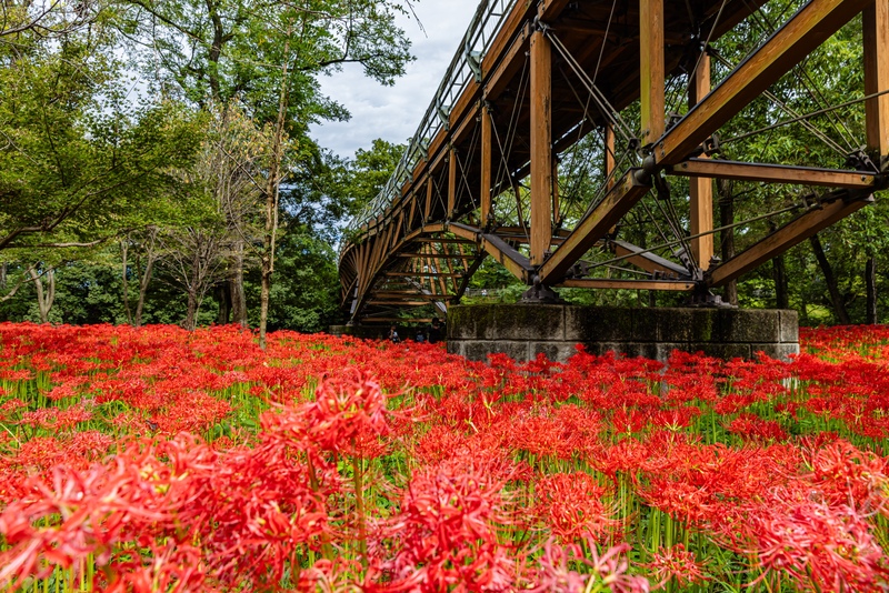 秋の埼玉日帰りモデルコース｜長瀞の紅葉と巾着田の曼珠沙華