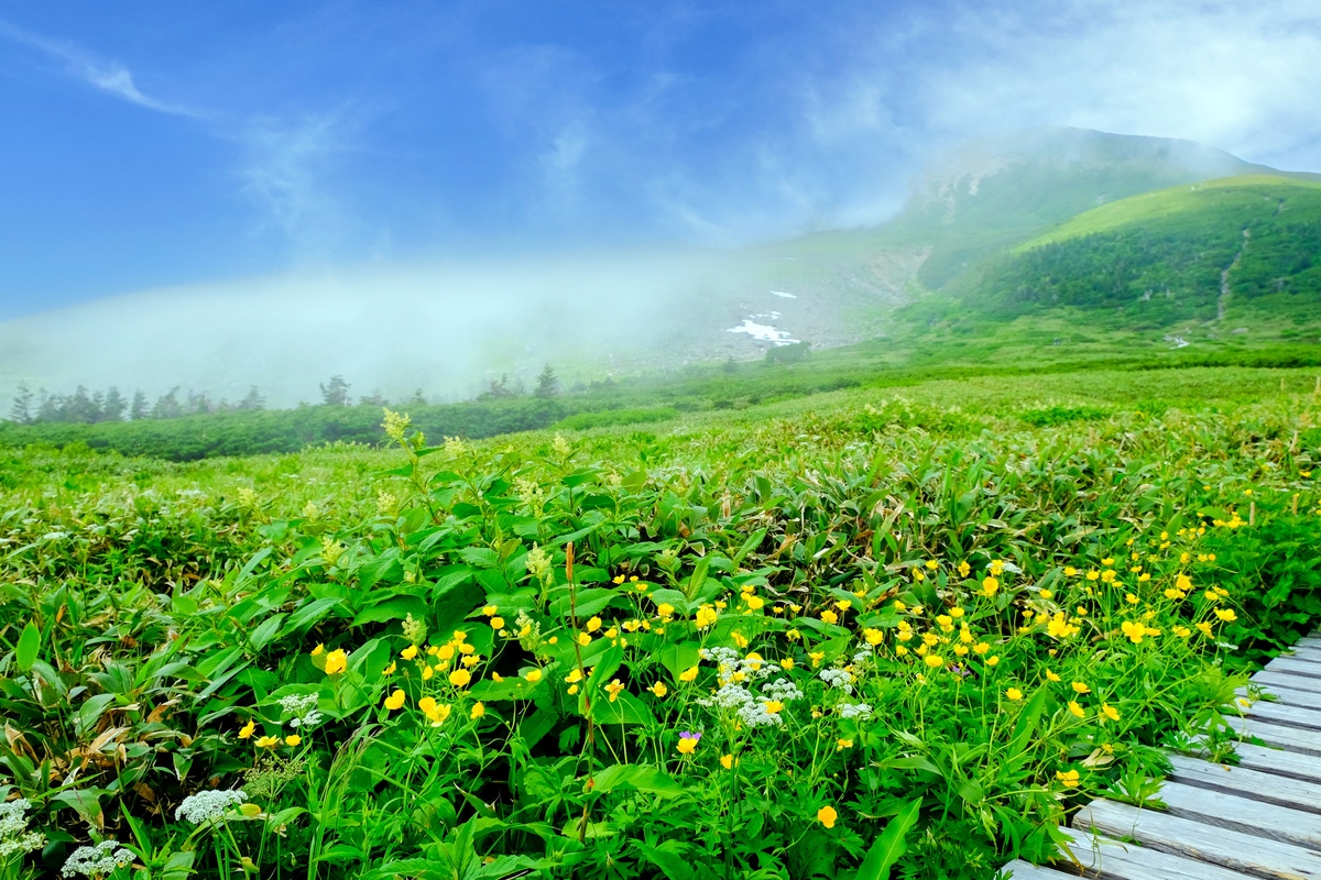 登山道の先に広がる白山・弥陀ヶ原｜高山の植生と空を観察する
