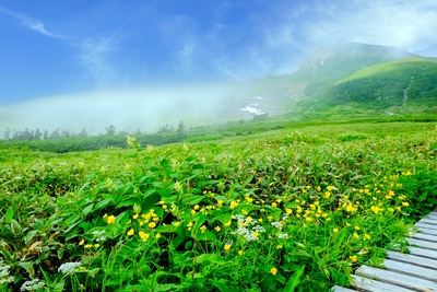 登山道の先に広がる白山・弥陀ヶ原｜高山の植生と空を観察する