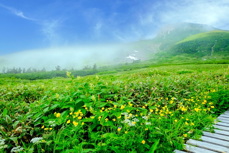 登山道の先に広がる白山・弥陀ヶ原｜高山の植生と空を観察する