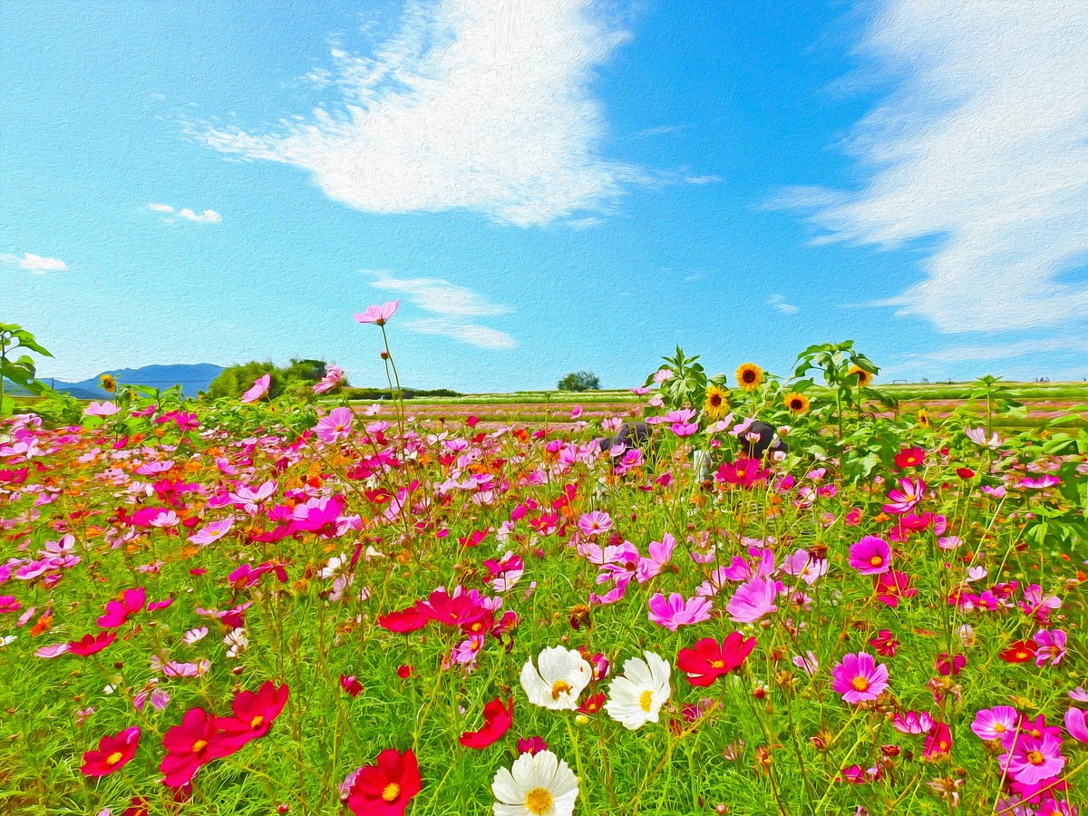 三光コスモス園で花の波を眺める｜八面山と色彩を生かす撮影散策