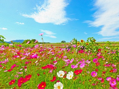 三光コスモス園で花の波を眺める｜八面山と色彩を生かす撮影散策