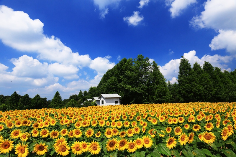 世羅高原農場は開花状況から選ぶ｜四季の花畑と撮影時間を組み立てる