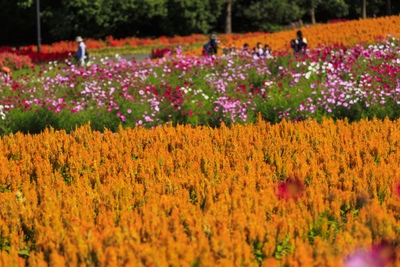 國營備北丘陵公園一日遊｜花海、遊樂設施與里山全攻略