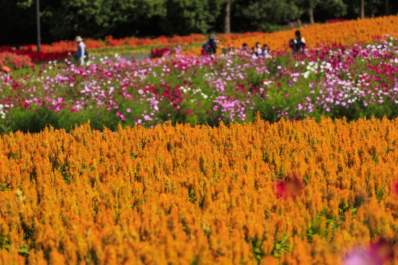 国営備北丘陵公園で過ごす｜花畑・遊具・里山を結ぶ1日計画