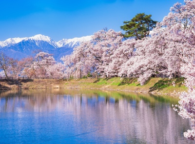 高遠の桜｜日本一美しい桜名所・高遠城址公園の花見完全ガイド