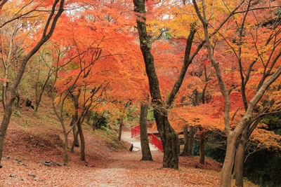 紅葉が谷を包む水沢もみじ谷｜見上げる色彩と歴史をゆっくり味わう