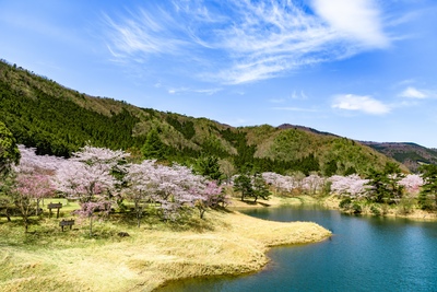 大野ダム公園で湖畔の休日を｜桜・紅葉と水面を楽しむ散策計画