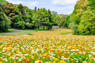 国営武蔵丘陵森林公園は入口選びから｜森・花・広場をゆったり巡る