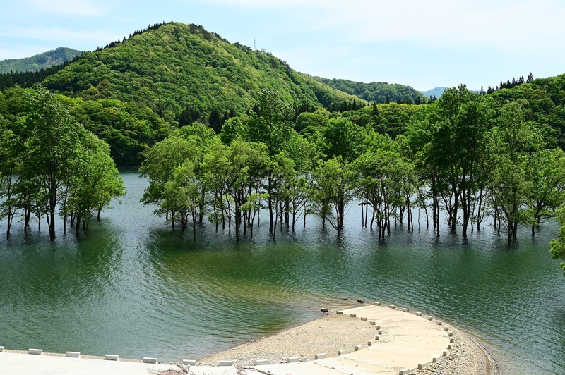 錦秋湖の水没林は水位で表情が変わる｜春の湖畔を安全に観察