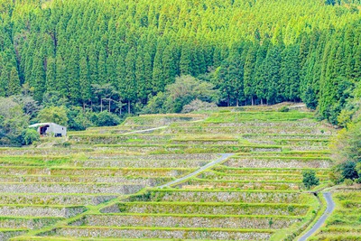 日南・坂元棚田の幾何学景観｜石積みと四季、展望の楽しみ方