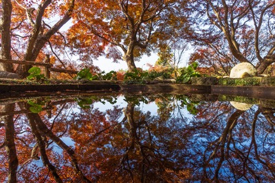 三十路苑の紅葉をどう撮る？葉の重なりと光を楽しむ観賞のコツ