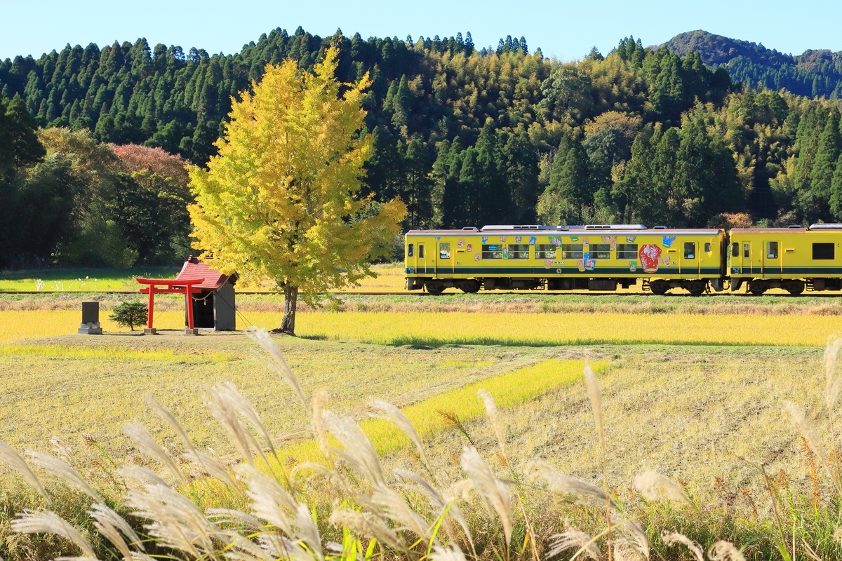 千葉・いすみ鉄道の沿線を巡る｜全線運休と代行バス利用の基本