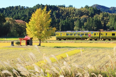 千葉・いすみ鉄道の沿線を巡る｜全線運休と代行バス利用の基本
