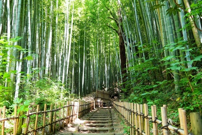 佐倉・ひよどり坂で竹林の古径を歩く｜撮影と武家屋敷巡りの心得