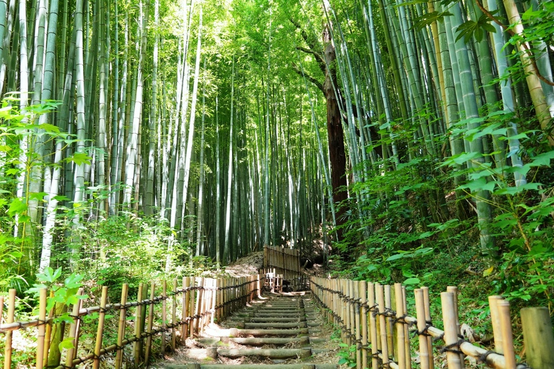 佐倉・ひよどり坂で竹林の古径を歩く｜撮影と武家屋敷巡りの心得