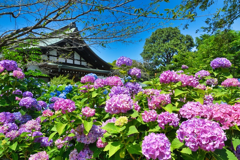 長谷山本土寺の由緒と参拝ガイド｜松戸のあじさい寺で祈りと花の意味を知る