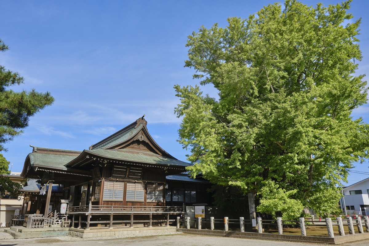 市川・葛飾八幡宮で文化財をたどる｜千本公孫樹（千本イチョウ）と随神門・梵鐘の見方